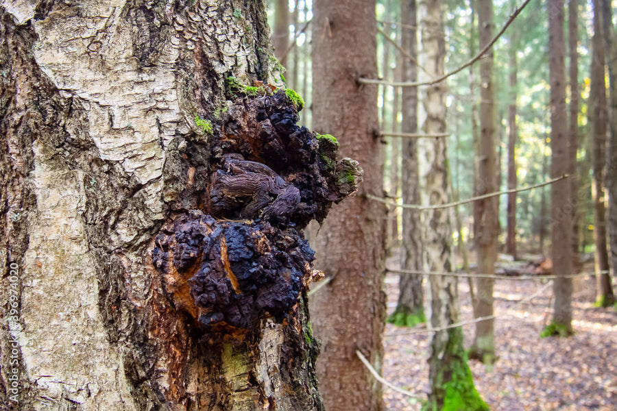 Chaga: Your Skin’s New Bestie from the Adirondacks