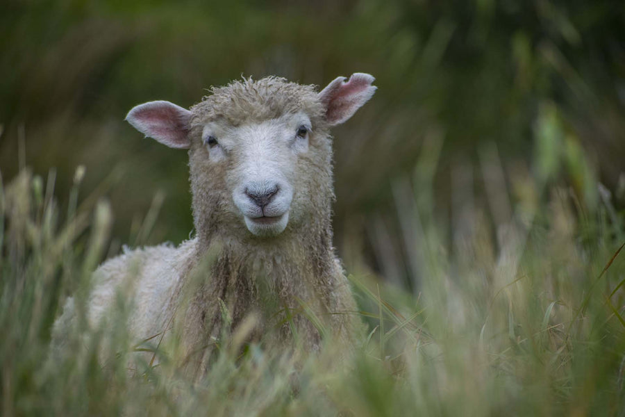 Did someone say sheeps milk?